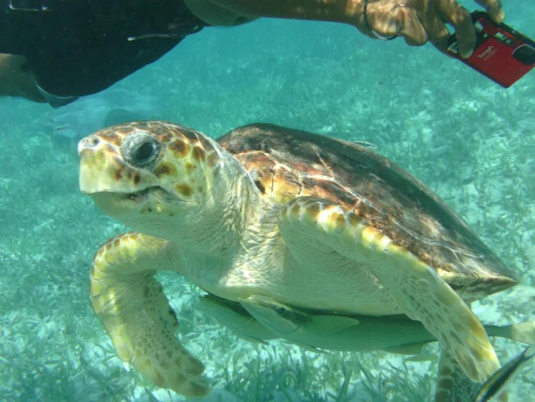 Tropical Paradise Caye Caulker Εξωτερικό φωτογραφία